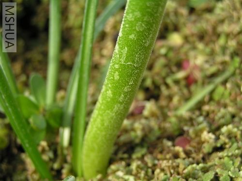 Nerine platypetala11.JPG